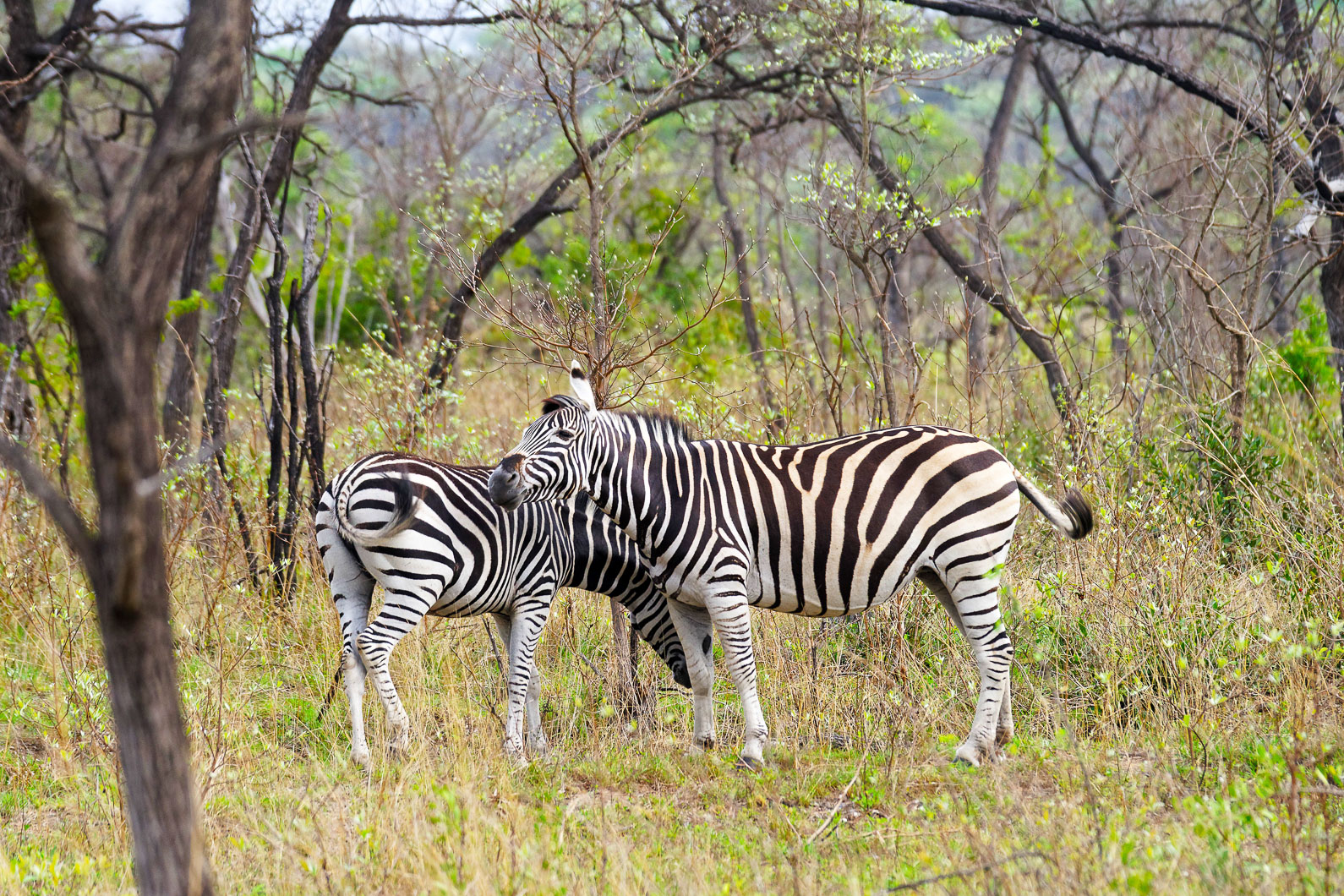 20161113 074616 Zebras